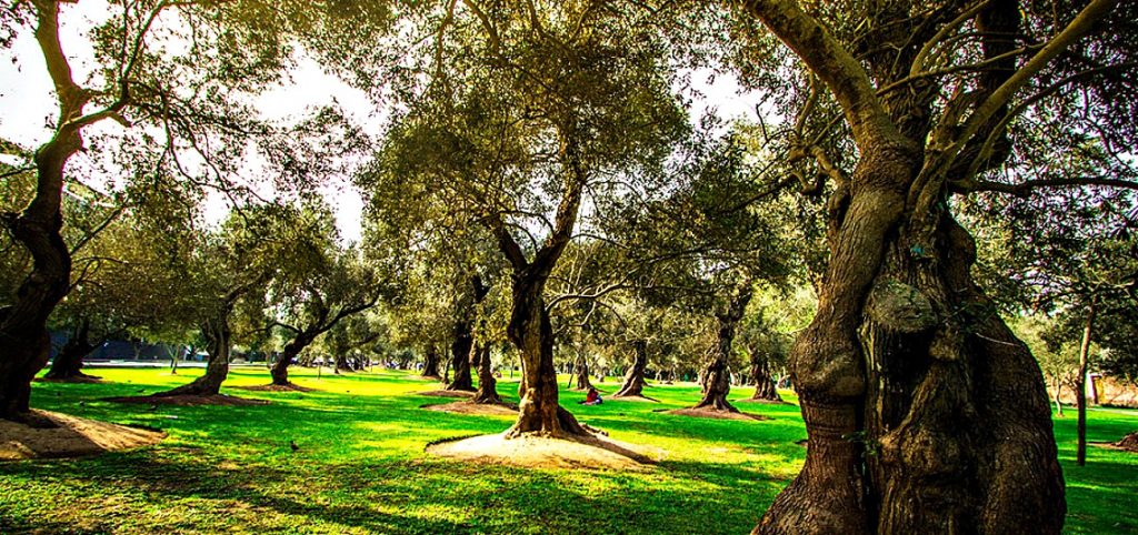 Bosque el Olivar Finding Peace in a City of 10 Million TravelSquire