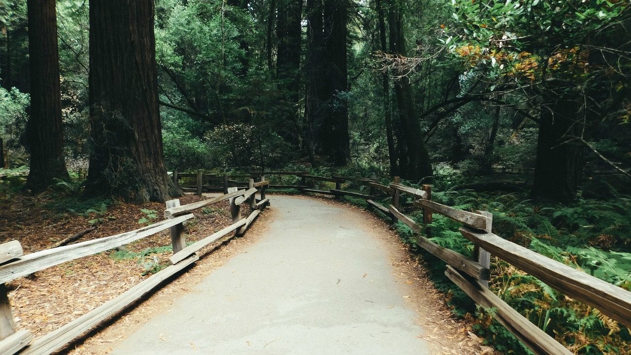 Nature tourism in Muir Woods on TravelSquire