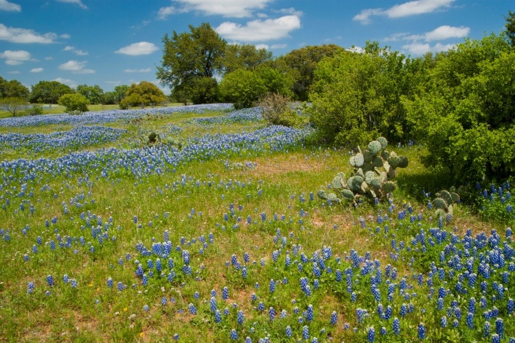 Texas Hill Country on TravelSquire