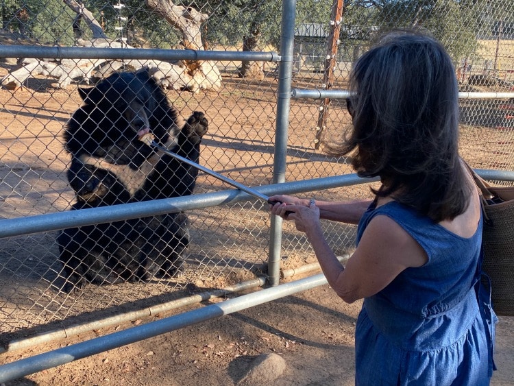 Feeding the bear at an exotic animal center on TravelSquire