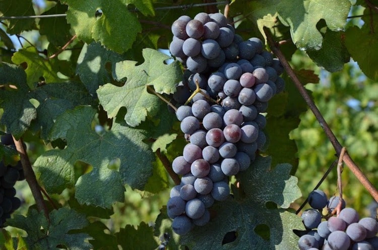 Nebbiolo Grapes on the Vine in Pollenzo Italy on TravelSquire