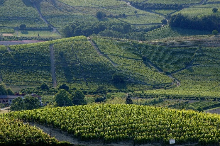 The Langhe Hills in Summer in Pollenzo on TravelSquire