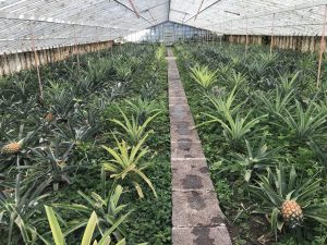 Azores Pineapple Plantation on TravelSquire