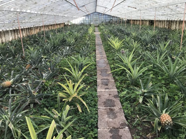 Azores Pineapple Plantation on TravelSquire