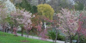 Cherry Blossoms on TravelSquire