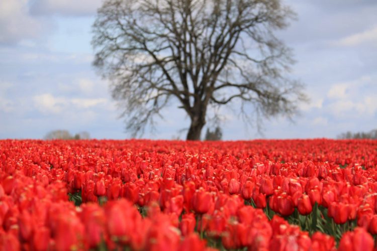 Red Tulip Fields on TravelSquire