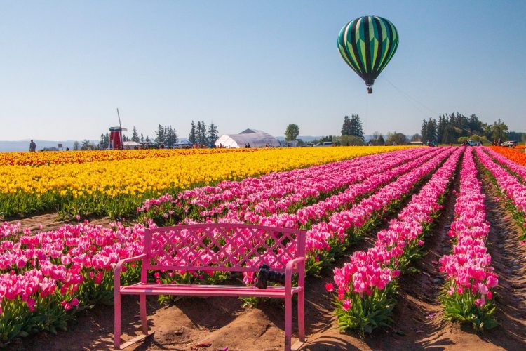 Oregon's Tulip Fest on TravelSquire