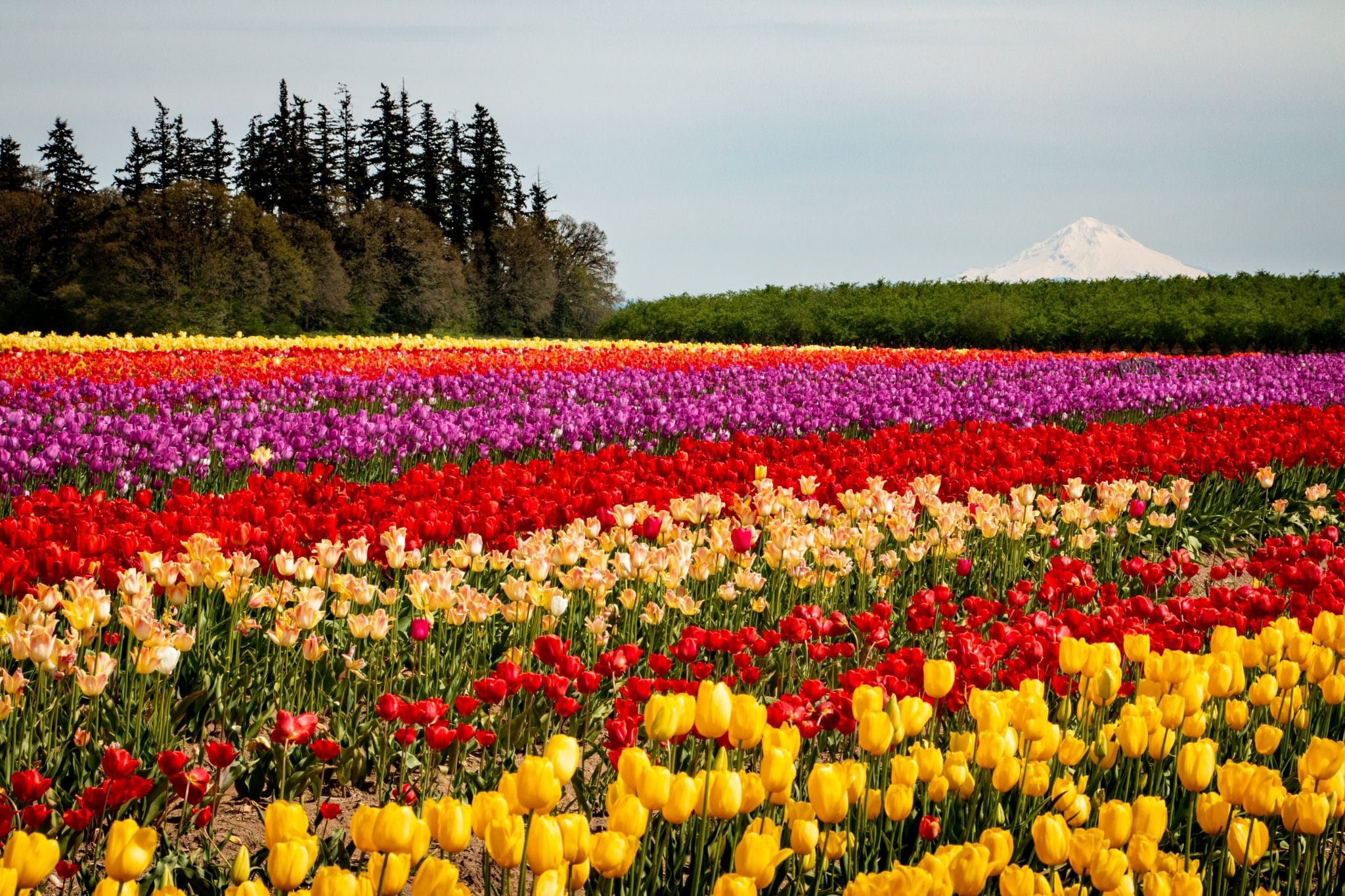 Tulip field with Mt Hood_Wooden Shoe Tulip Farm © June RussellChamberlin Travel Squire