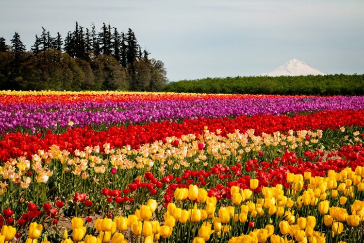 Oregon's Tulip Fest Blooms, Brats & Wine TravelSquire