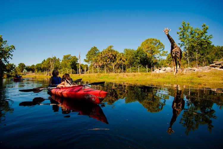 Kayaking at the Brevard Zoo - TravelSquire