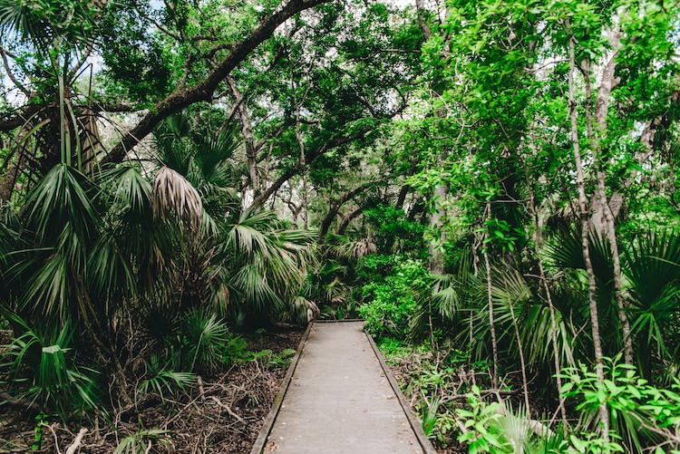 Enchanged Forest on Florida's Space Coast - TravelSquire