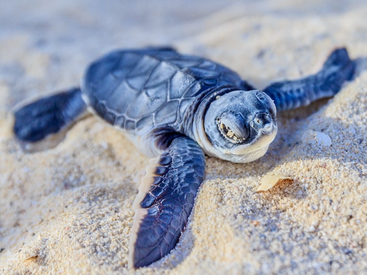 Sea Turtle Hatchling on Florida's Space Coast - TravelSquire