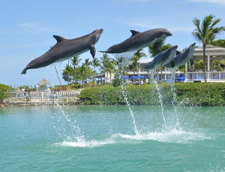 Dolphin Connection at Hawks Cay Resort 