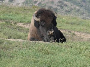 Bison Expedition on Santa Catalina Island