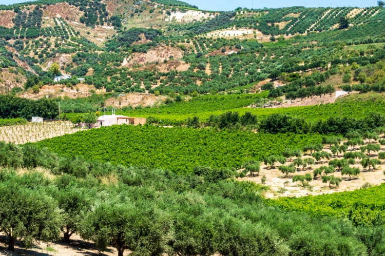 Cretan Wineries on TravelSquire