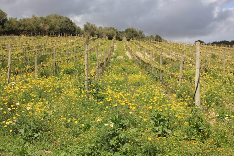 Vines at Can Feliu in Mallorca