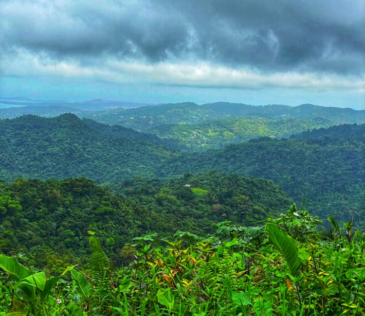 El Yungue National Forest in Puerto Rico