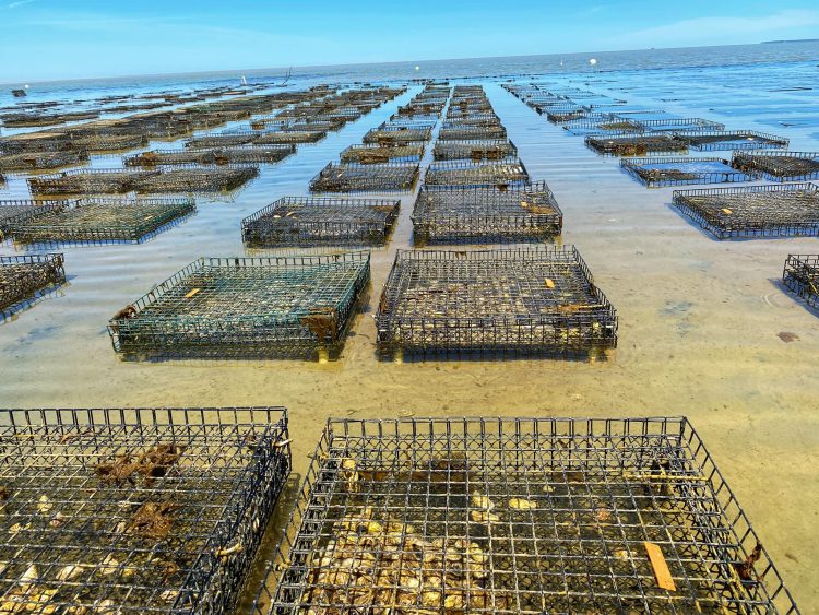 Oyster Beds at Ocean Edge
