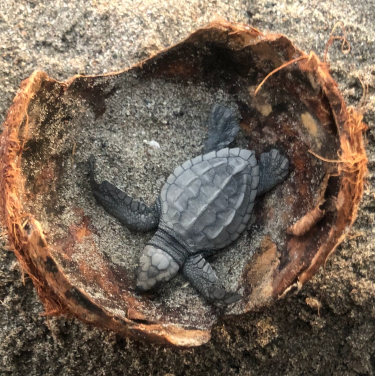 Baby sea turtle in Puerto Vallarta