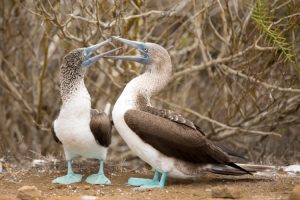 Blue Footed Boobies