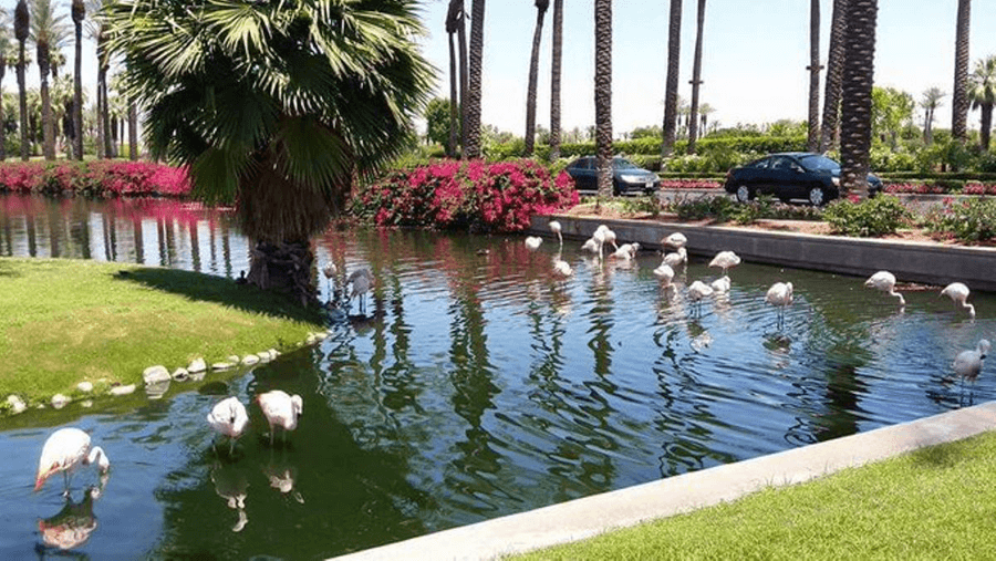 JW Marriot Desert Springs Resort and Spa, Flamingos - Photo by Kathy Condon