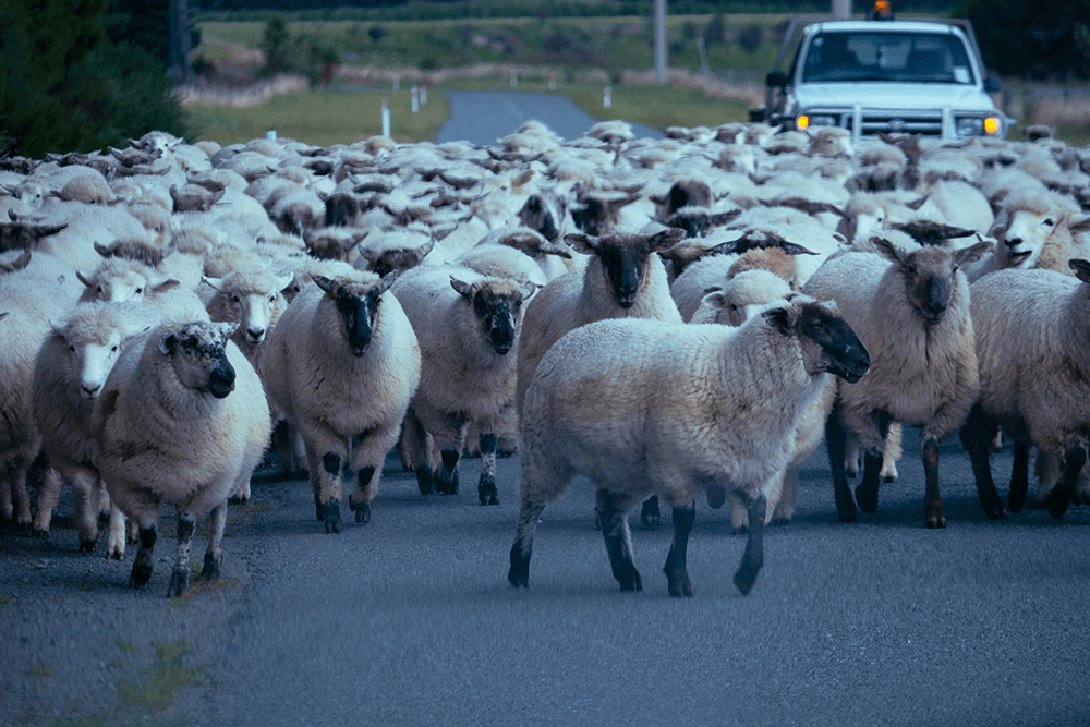 New Zealand Sheep in the road by Katelyn Greer