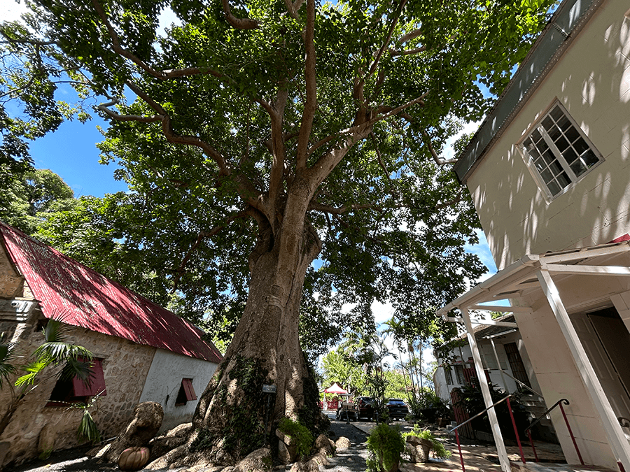 Rum distillery