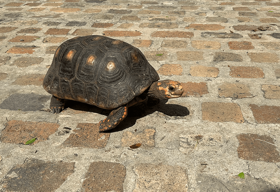 Tortoise at rum distillery