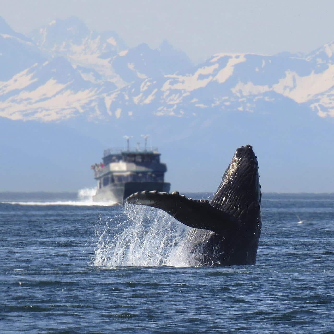 humpback whale