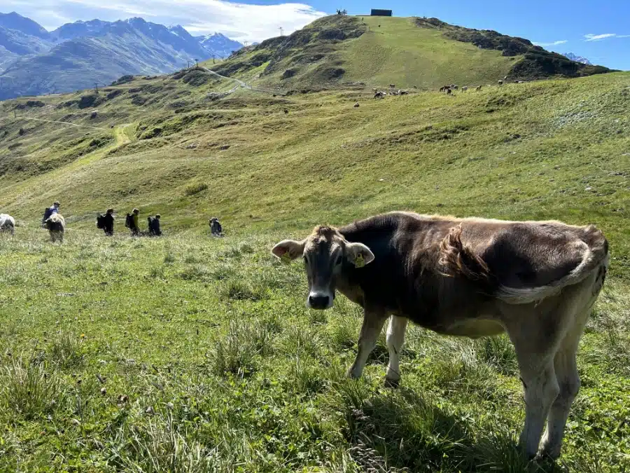 Hiking-amid-cows