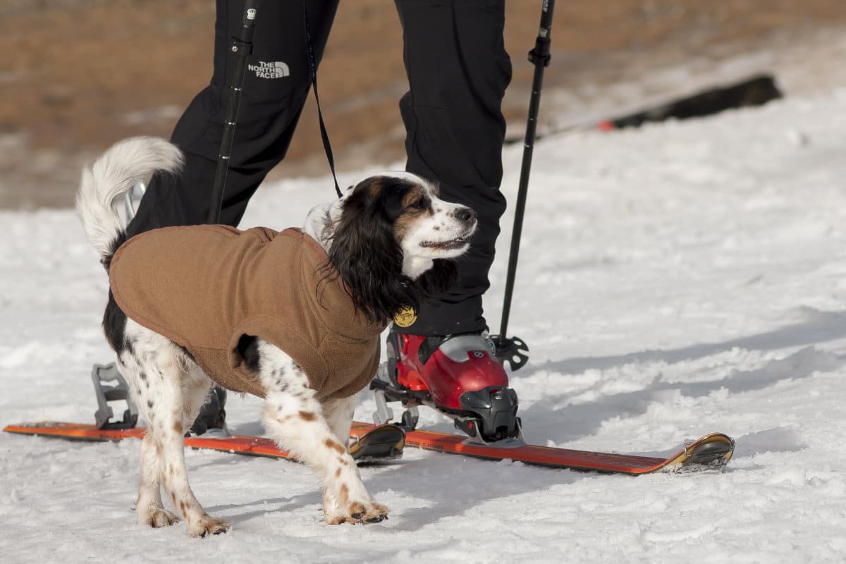 ski-dog-800