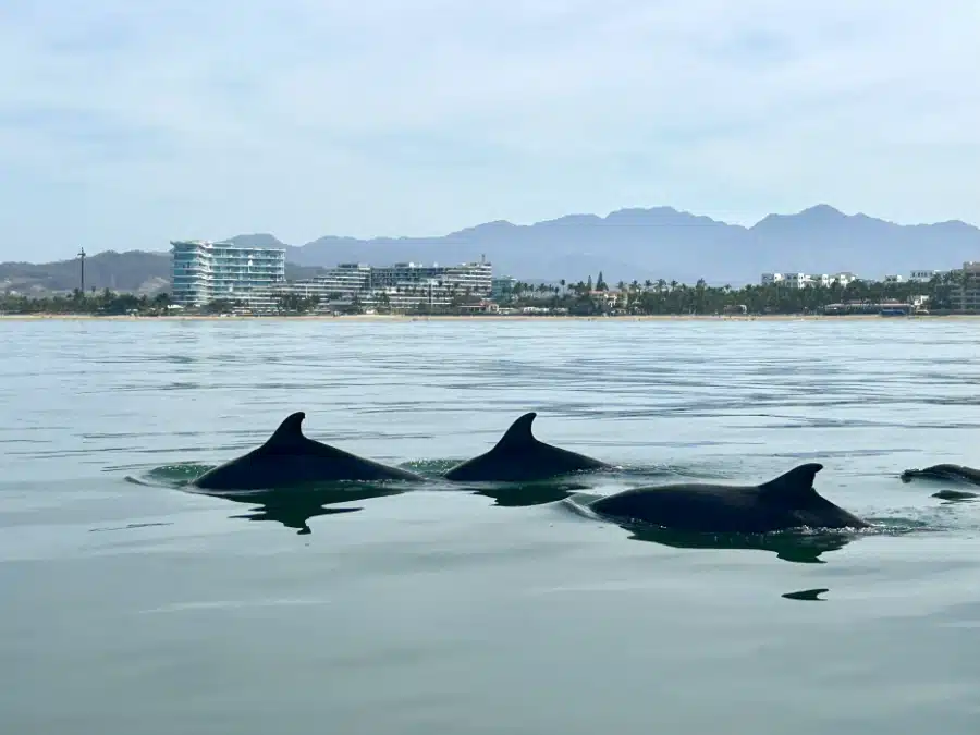 Swimming with dolphins