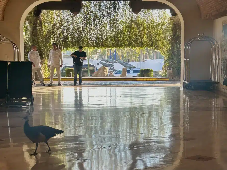 Velas Vallarta resident peacock