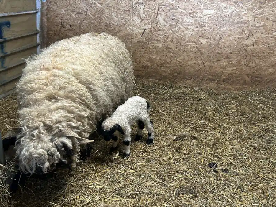 Newborn Valais Blacknose lamb at Pale Hall