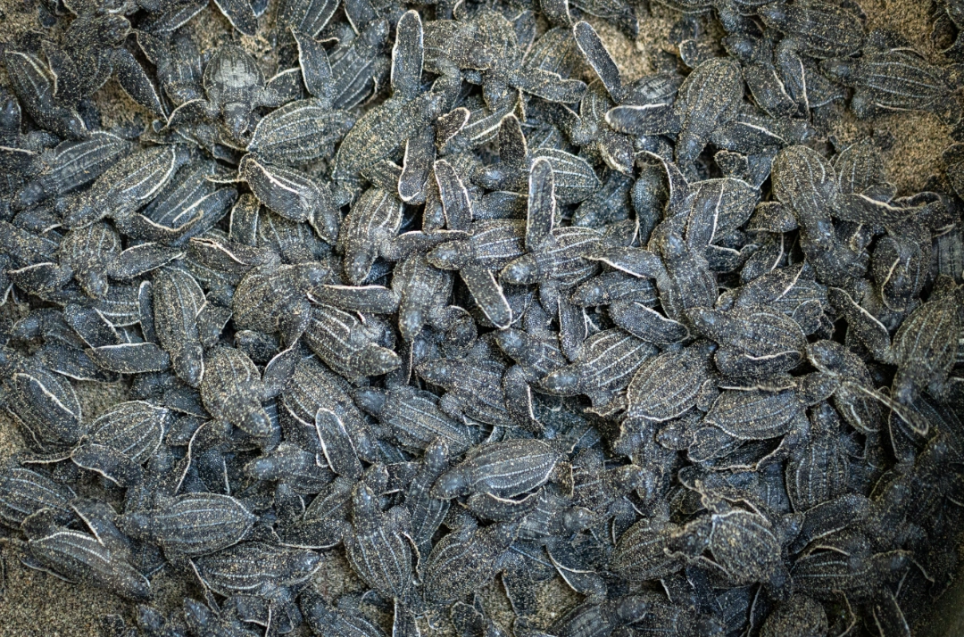 Leatherback Hatchlings