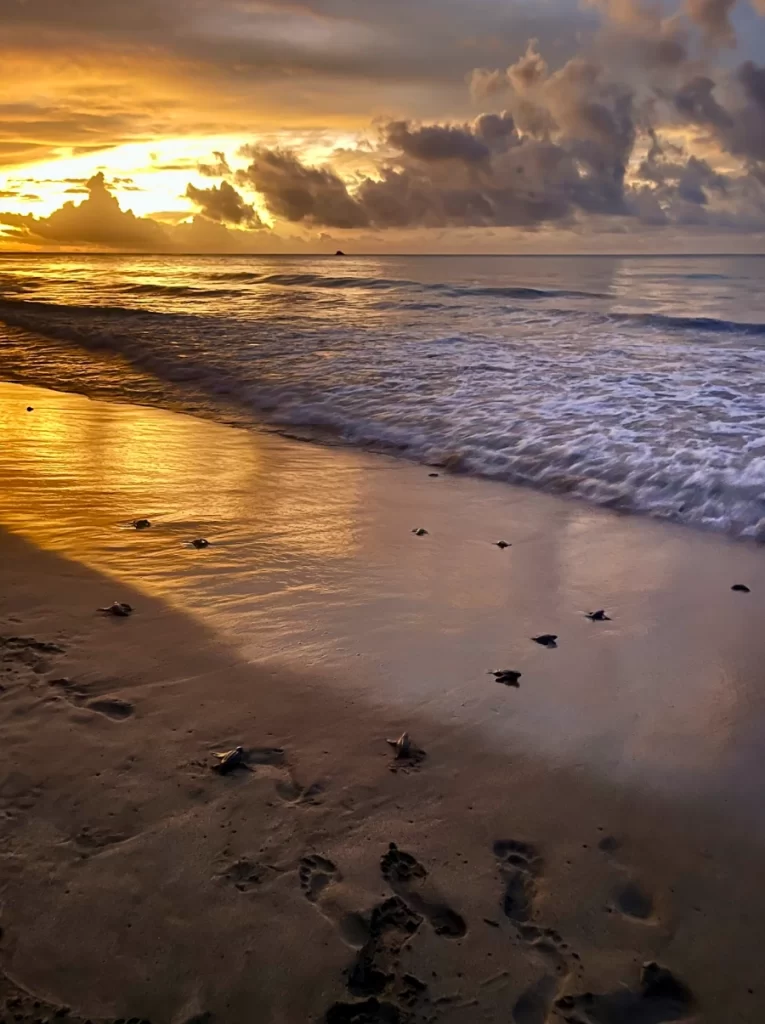 Leatherback turtle hatchlings make their way to the sea