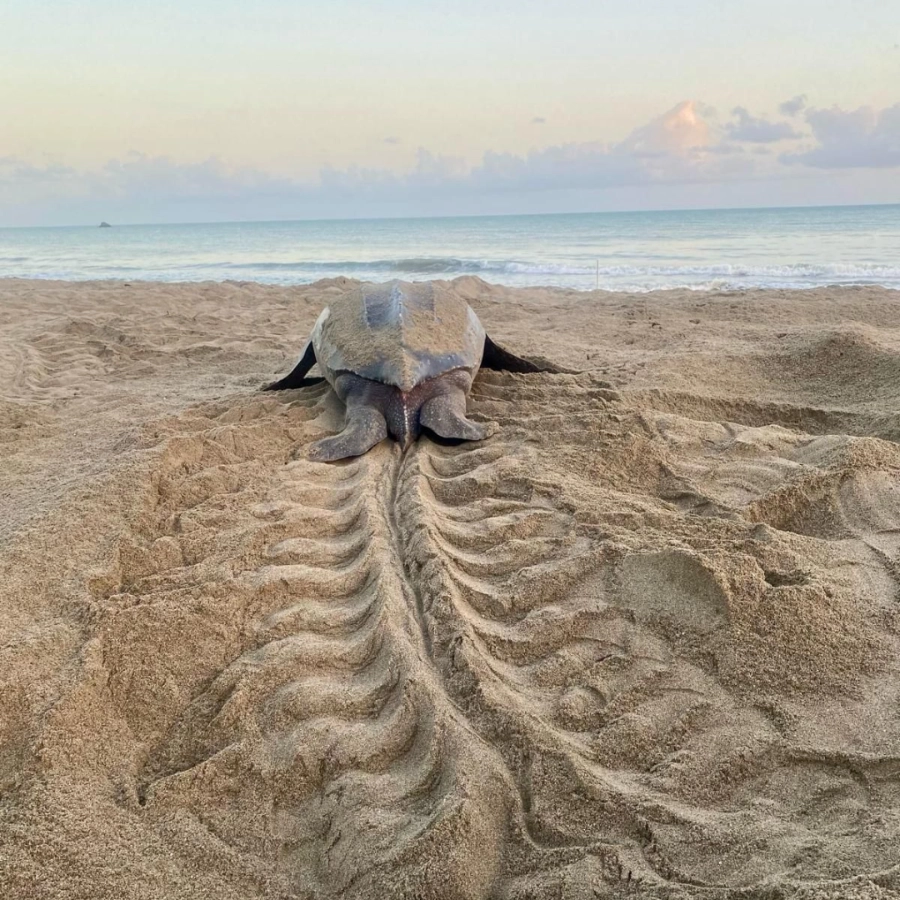 Leatherback Turtle at Arima Valley nesting grounds