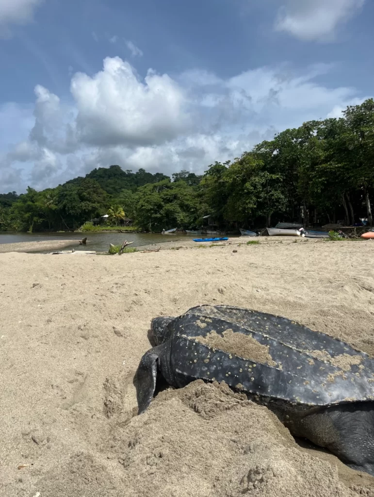 Leatherback turtle lays eggs