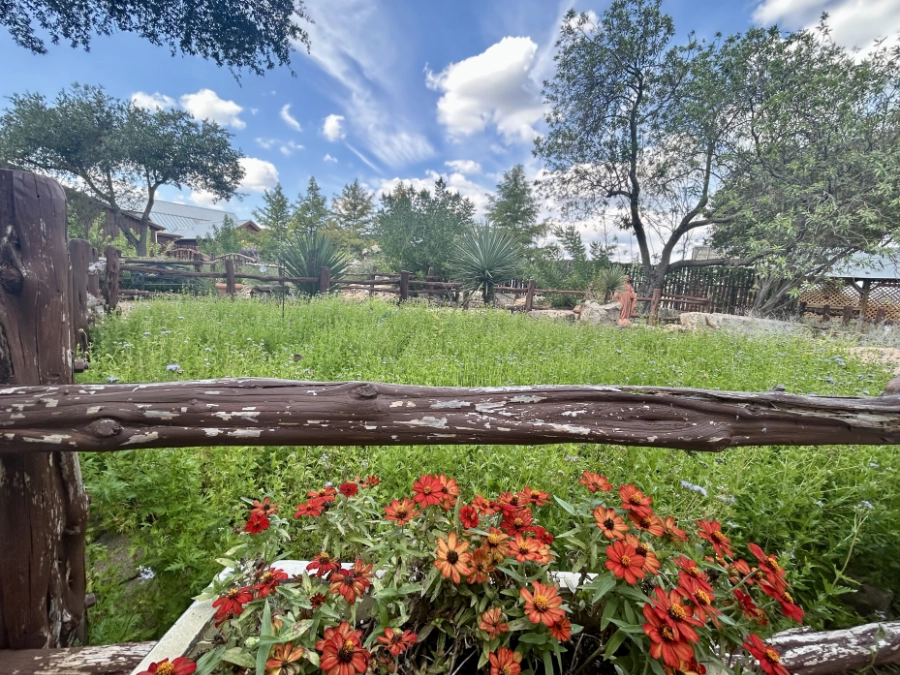 Typical Texas landscape